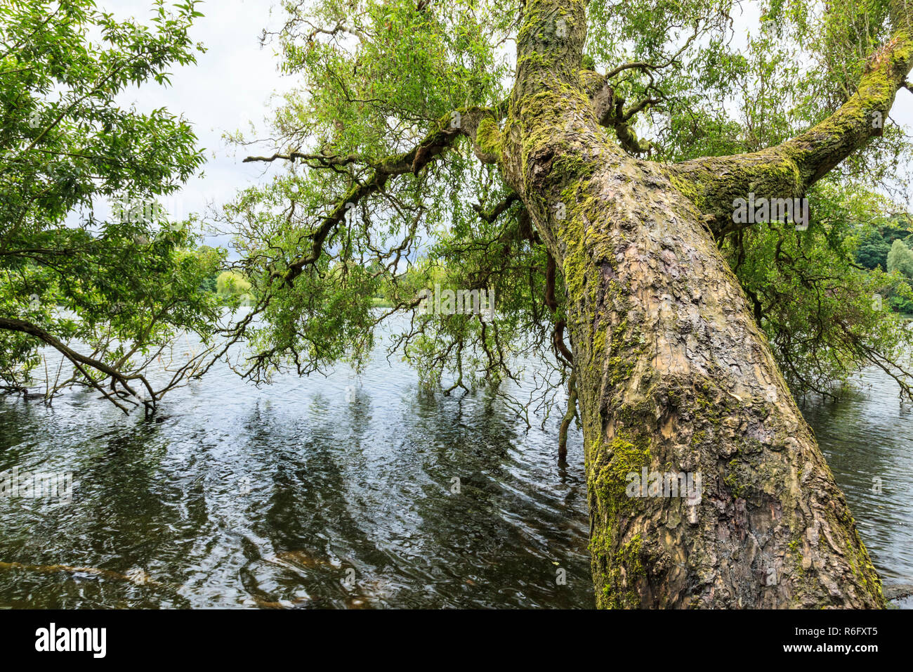 A tree trunk overhanging water at a lake, Wollaton Park, Nottingham, England, UK Stock Photo
