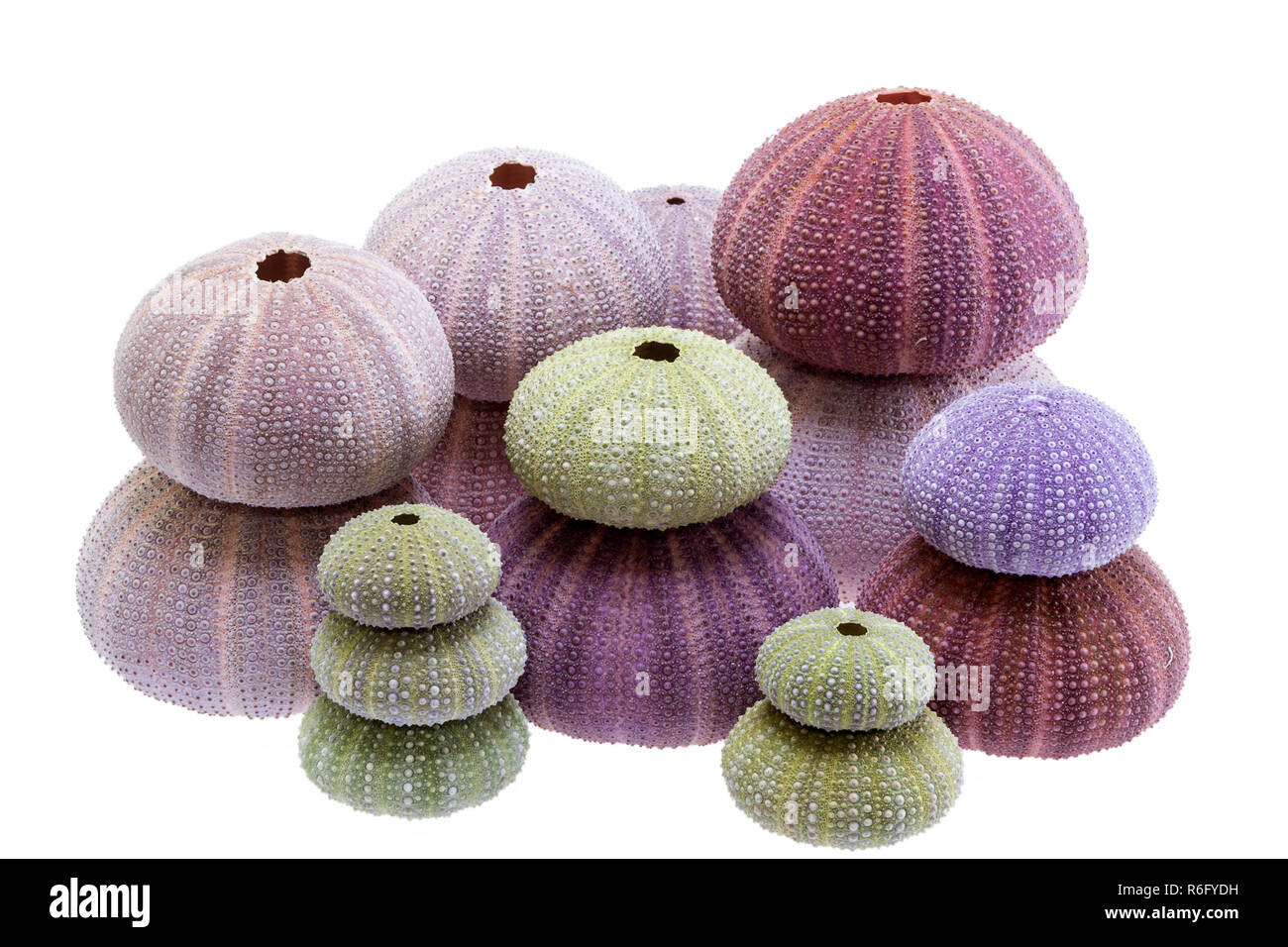 Group of sea shells of sea urchin ( Echinoidea) isolated on white background. Stock Photo