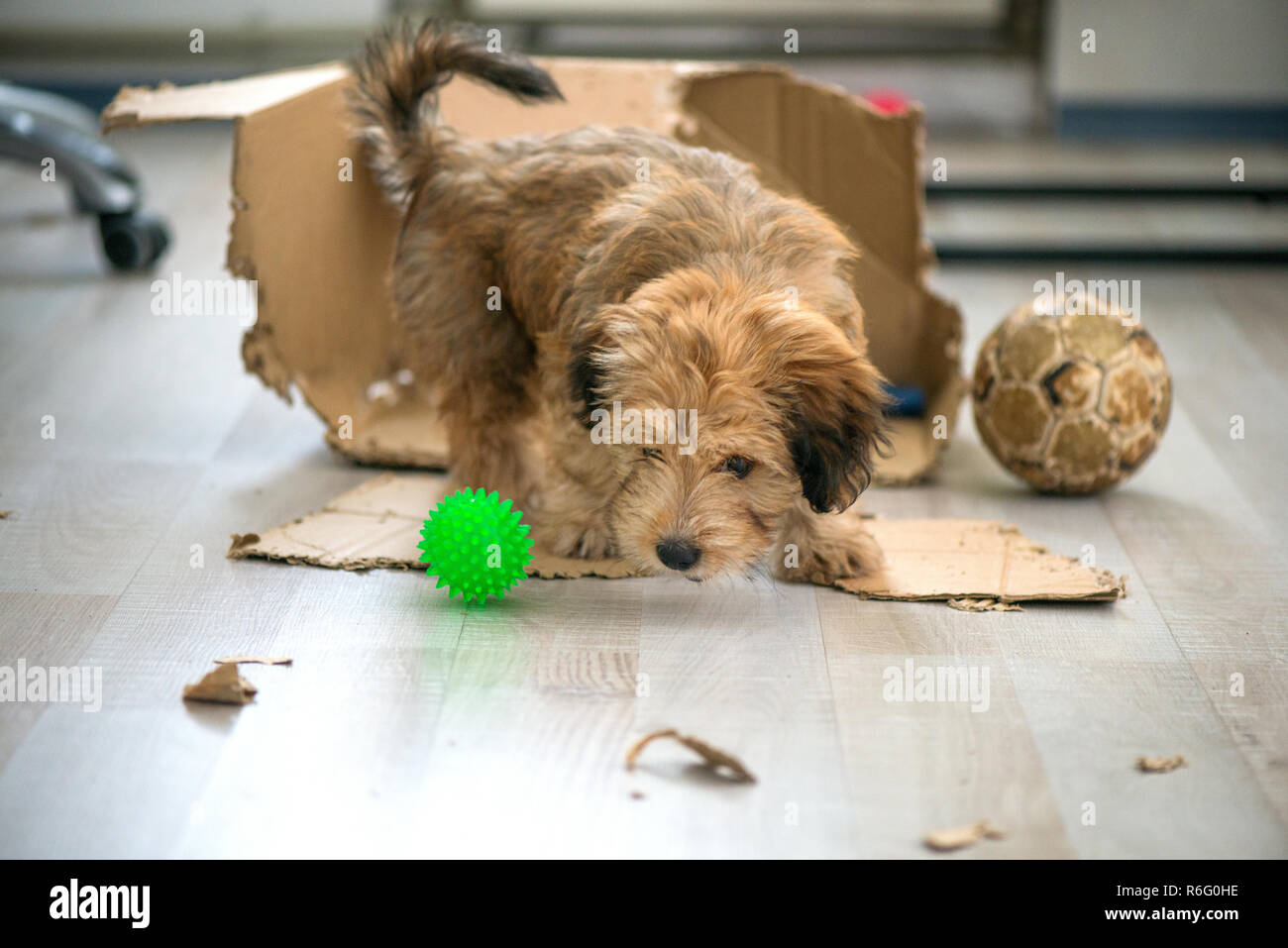 Naughty dog left home alone, sitting in the middle of mess on the floor.  Disobedient dog with bad behavior. Puppy chews everything while teeth are  gro Stock Photo - Alamy