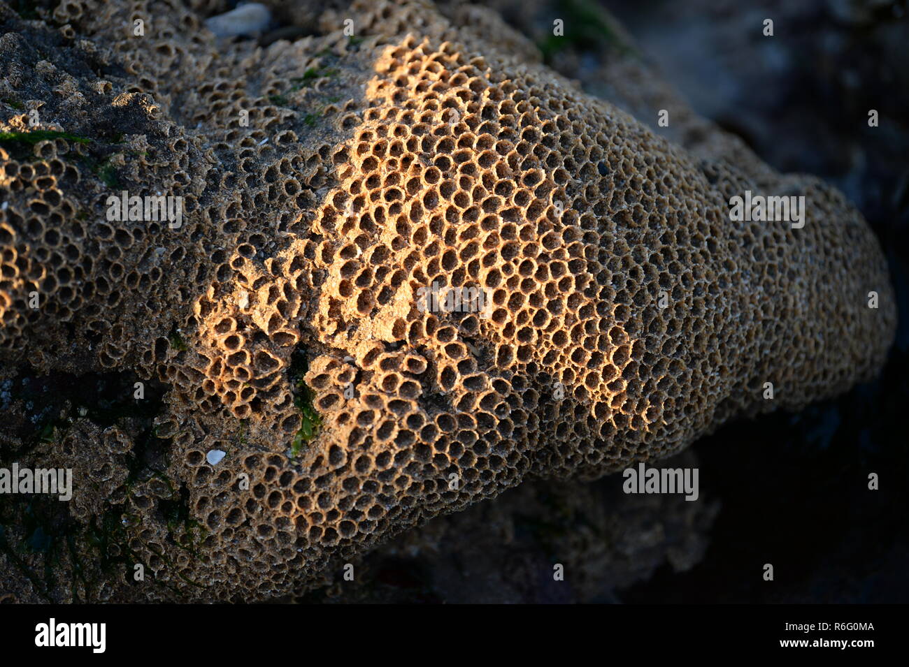 Low morning light gives contrast to the honeycomb structure of sand/ shell fragments that forms the home for this beach colony of segmented worms Stock Photo