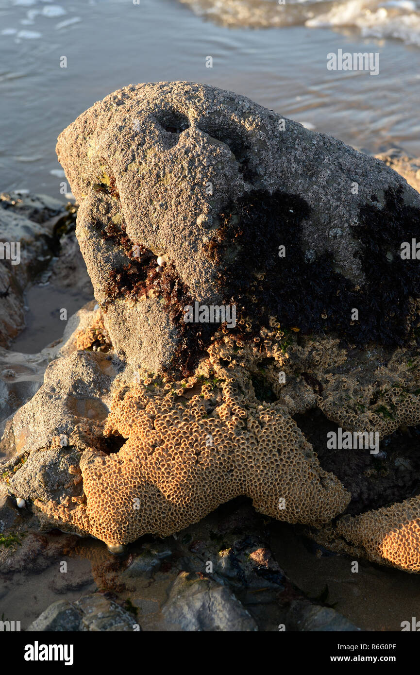 Colony of segmented worms form a honeycomb of sand and shell fragments as a home on a beach on the Gower near The Mumbles, Swansea, Wales Stock Photo