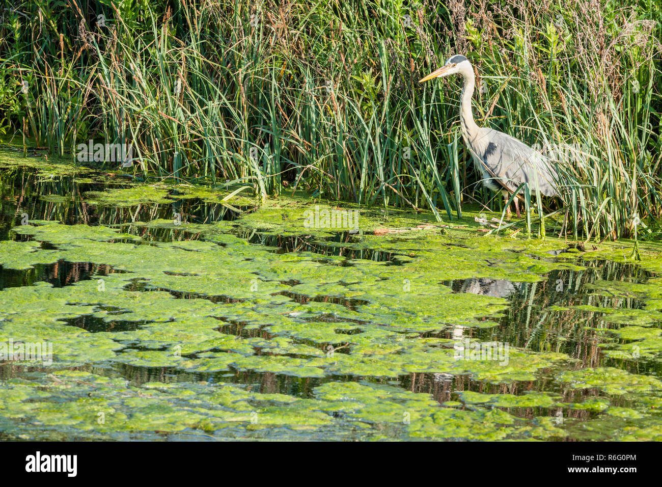 Algal bloom. A heron standing in water covered with algae due to eutrophication. Grantham Canal, West Bridgford, Nottinghamshire, England, UK Stock Photo