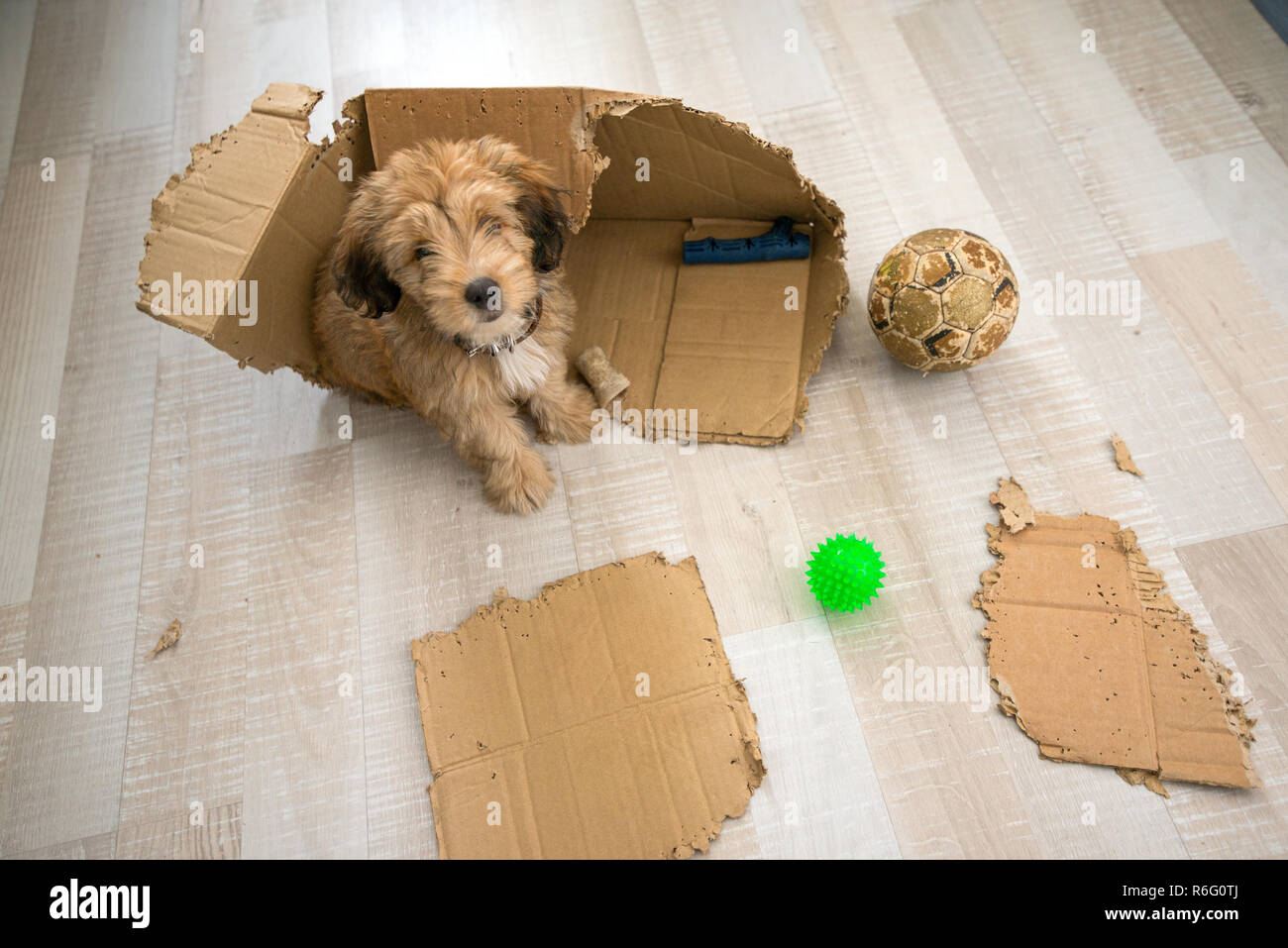 Disobedient dog behavior sales