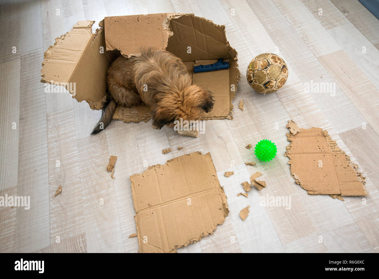 Puppy chewing cardboard hotsell