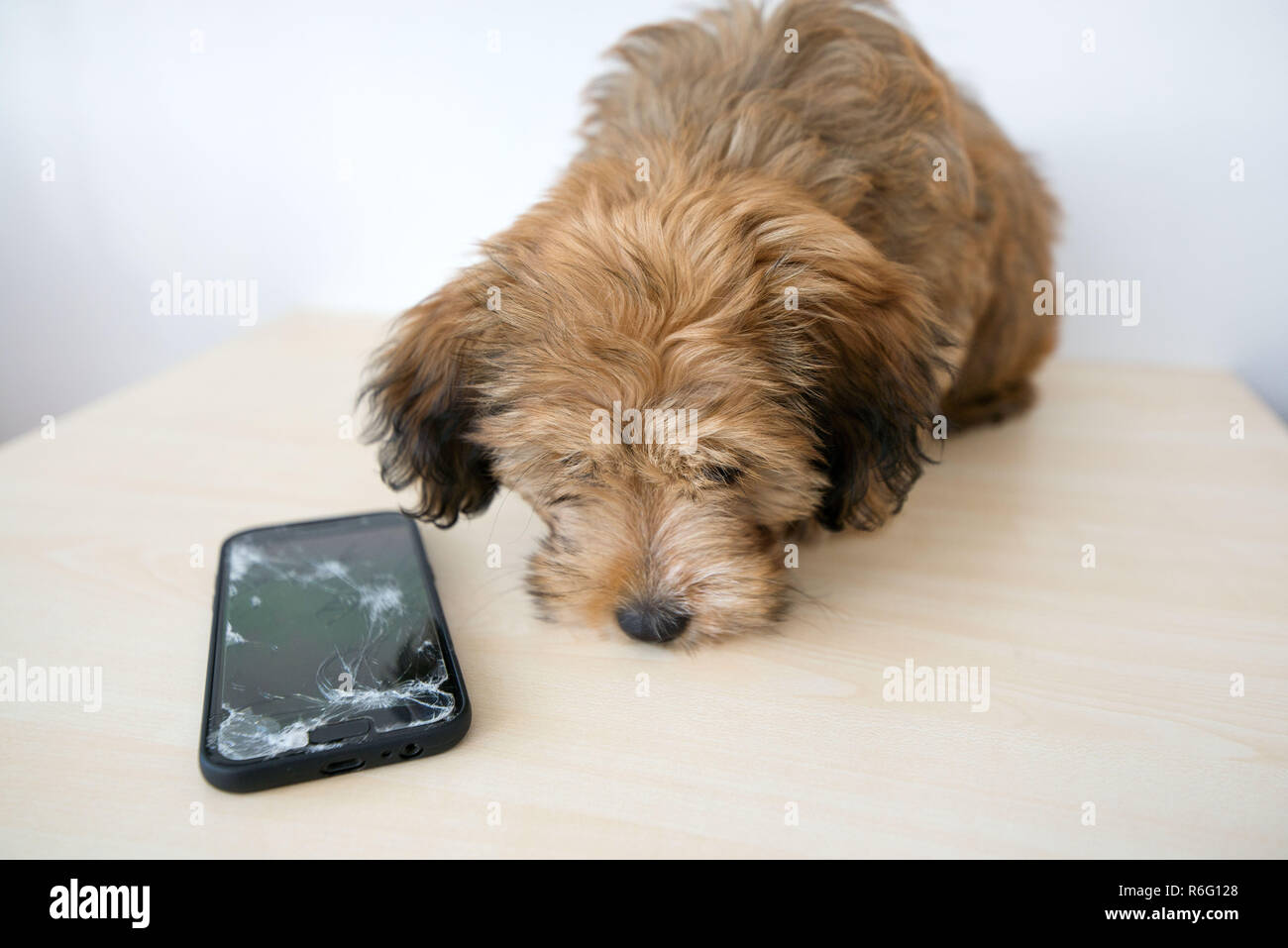 Broken and damaged smartphone with cracks on glass screen next to ...