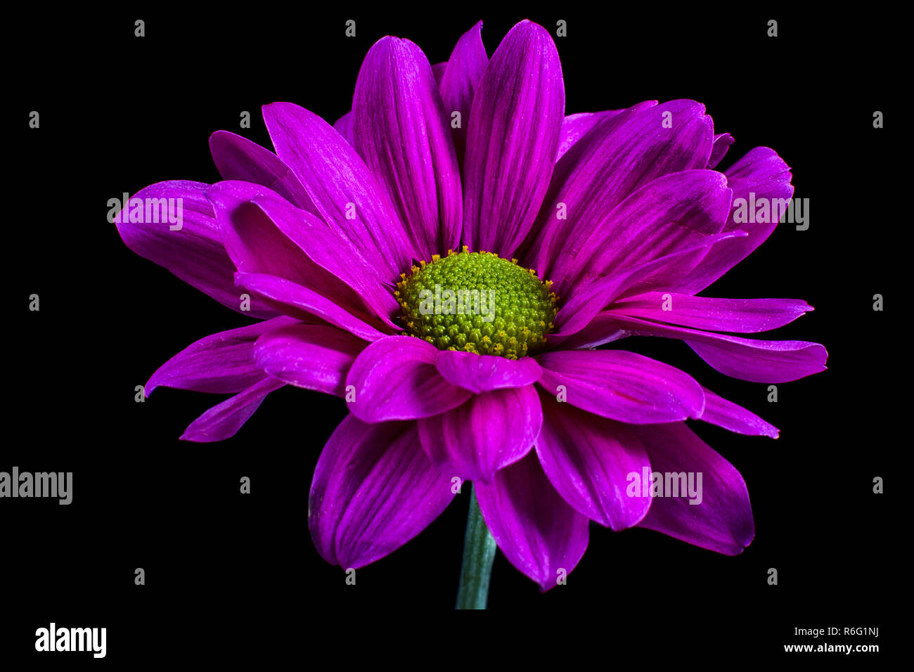 dark pink daisy macro Stock Photo