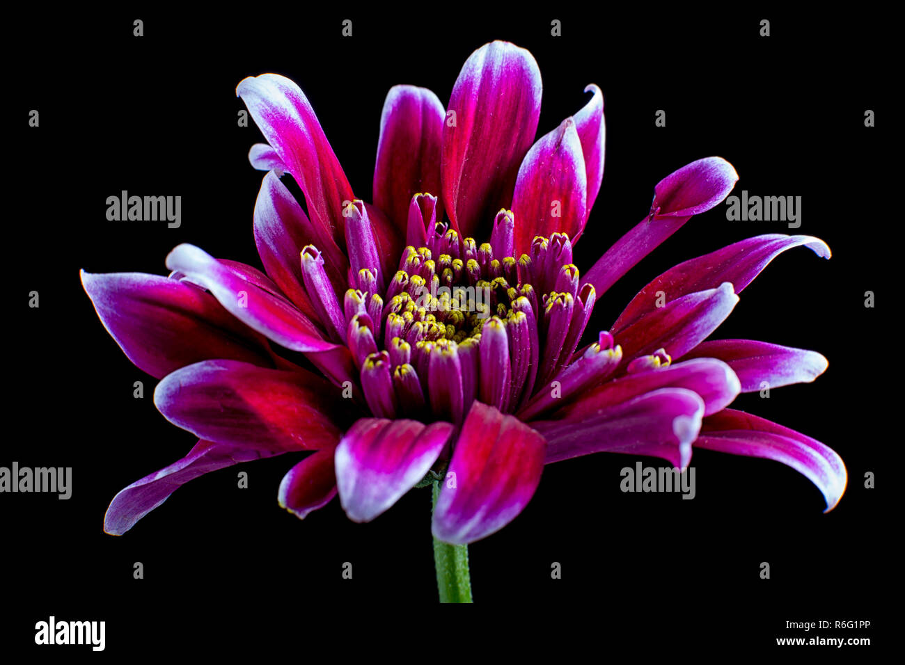 aster flower macro details Stock Photo