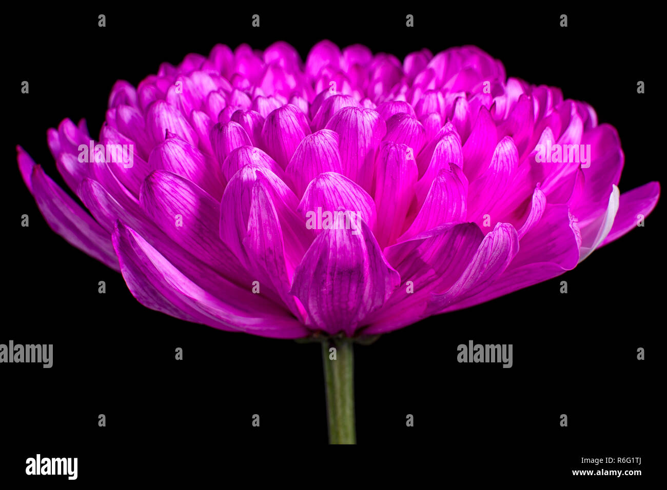 pink dahlia closeup Stock Photo