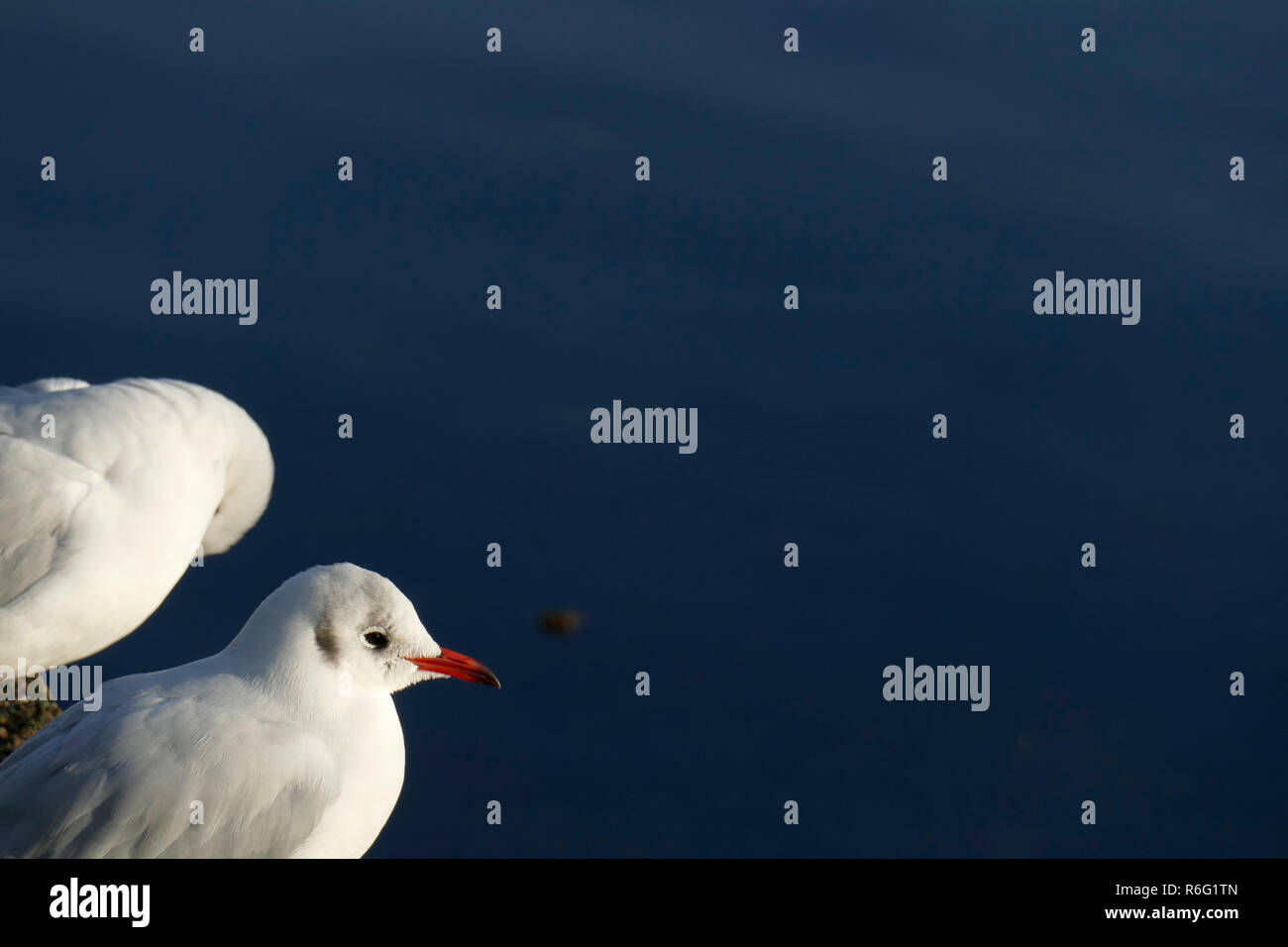 White seagulls on a blue water surface, Germany, Europe Stock Photo
