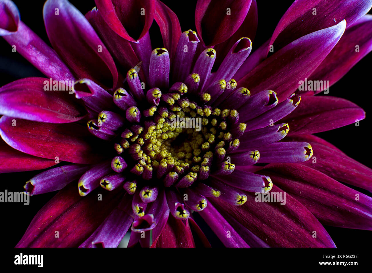 aster flower macro details Stock Photo