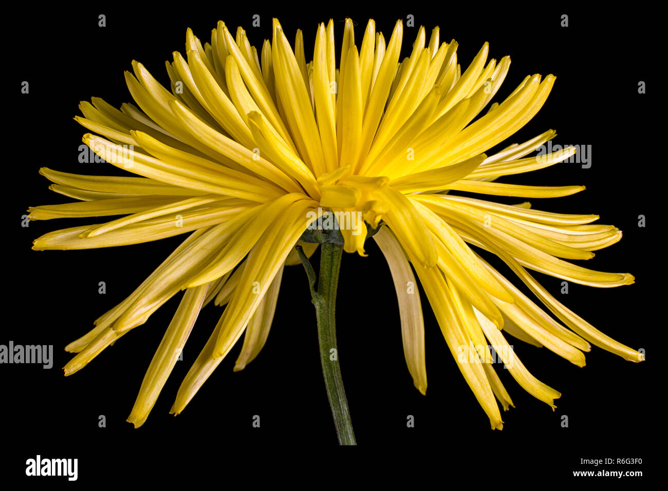 yellow aster plant closeup on black background Stock Photo