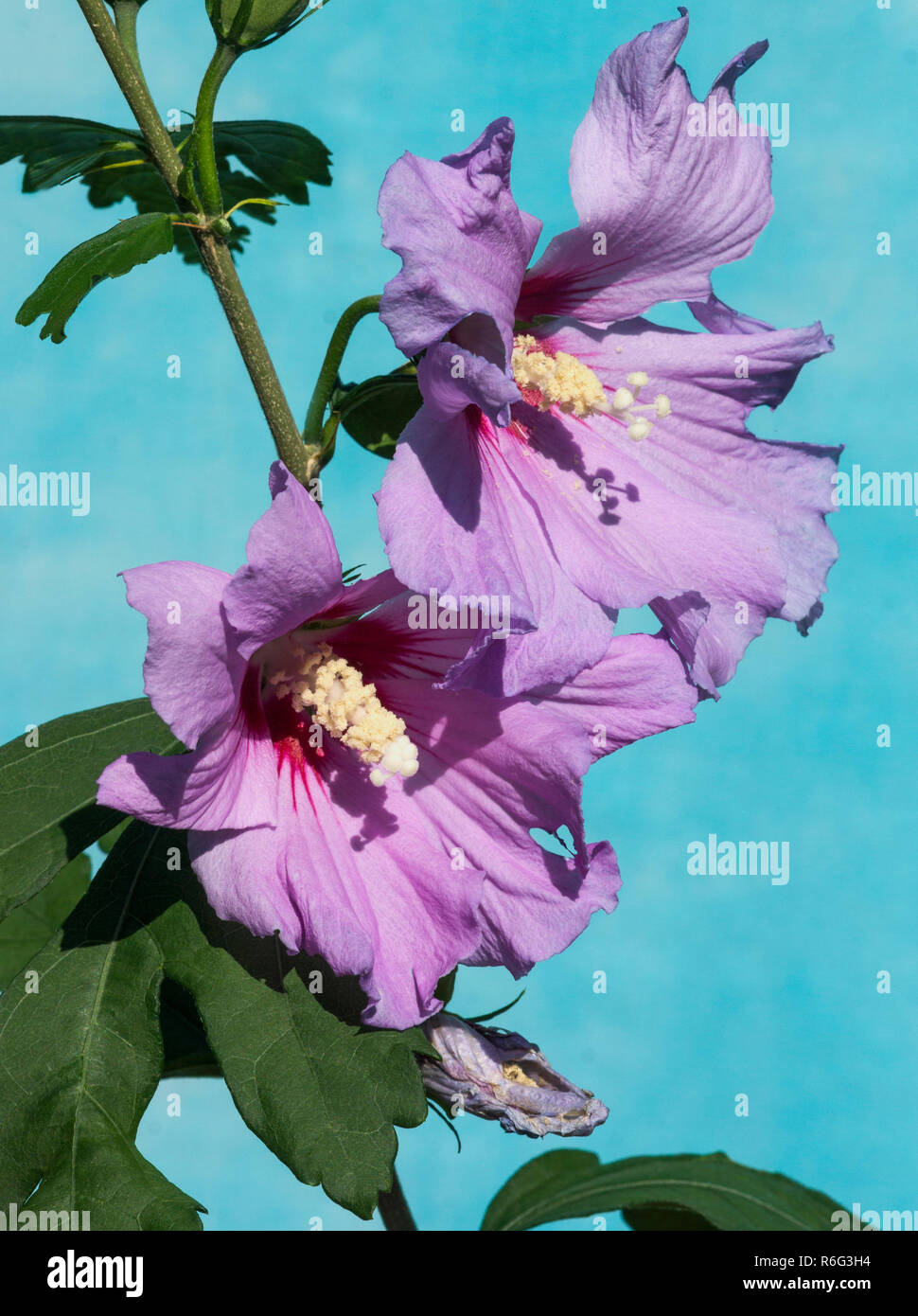 Hibiscus syriacus cv hi-res stock photography and images - Alamy