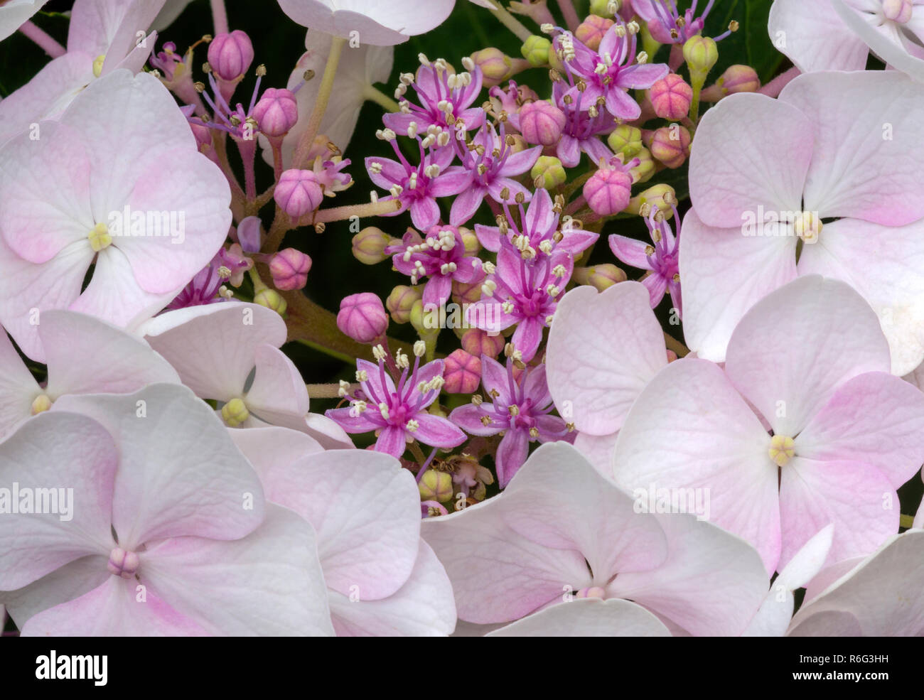 Hydrangea Macrophylla Cv Teller Blanc High Resolution Stock Photography ...
