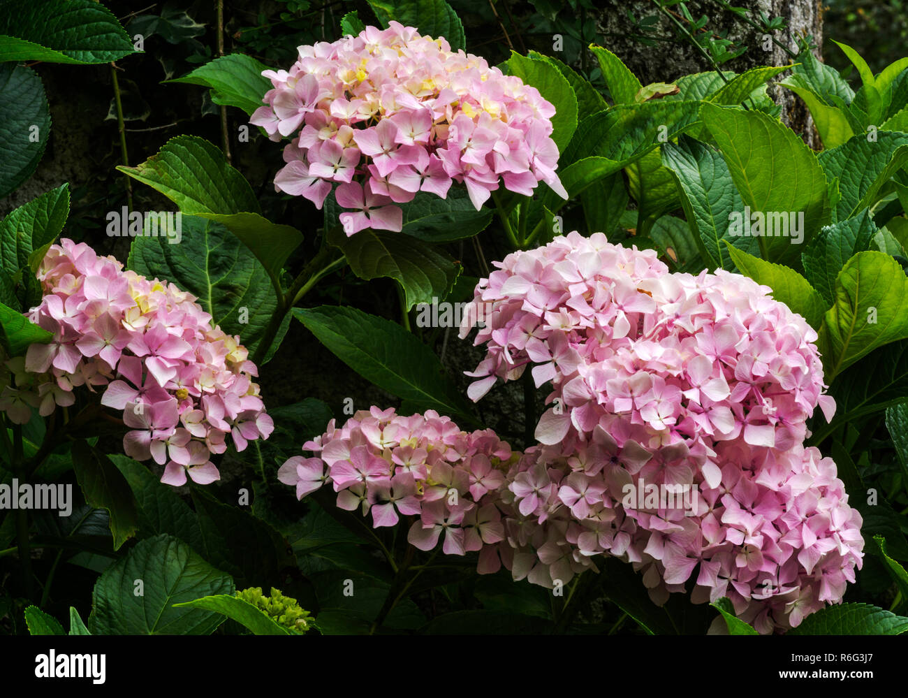 Sikkim Biodiversity Where Nature Smiles Hydrangea Macrophylla