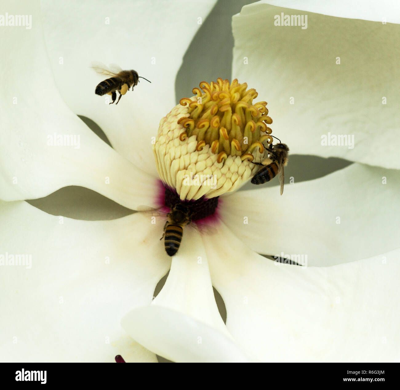 Honey Bees stripping the stamens out of a flower of the Magnolia
