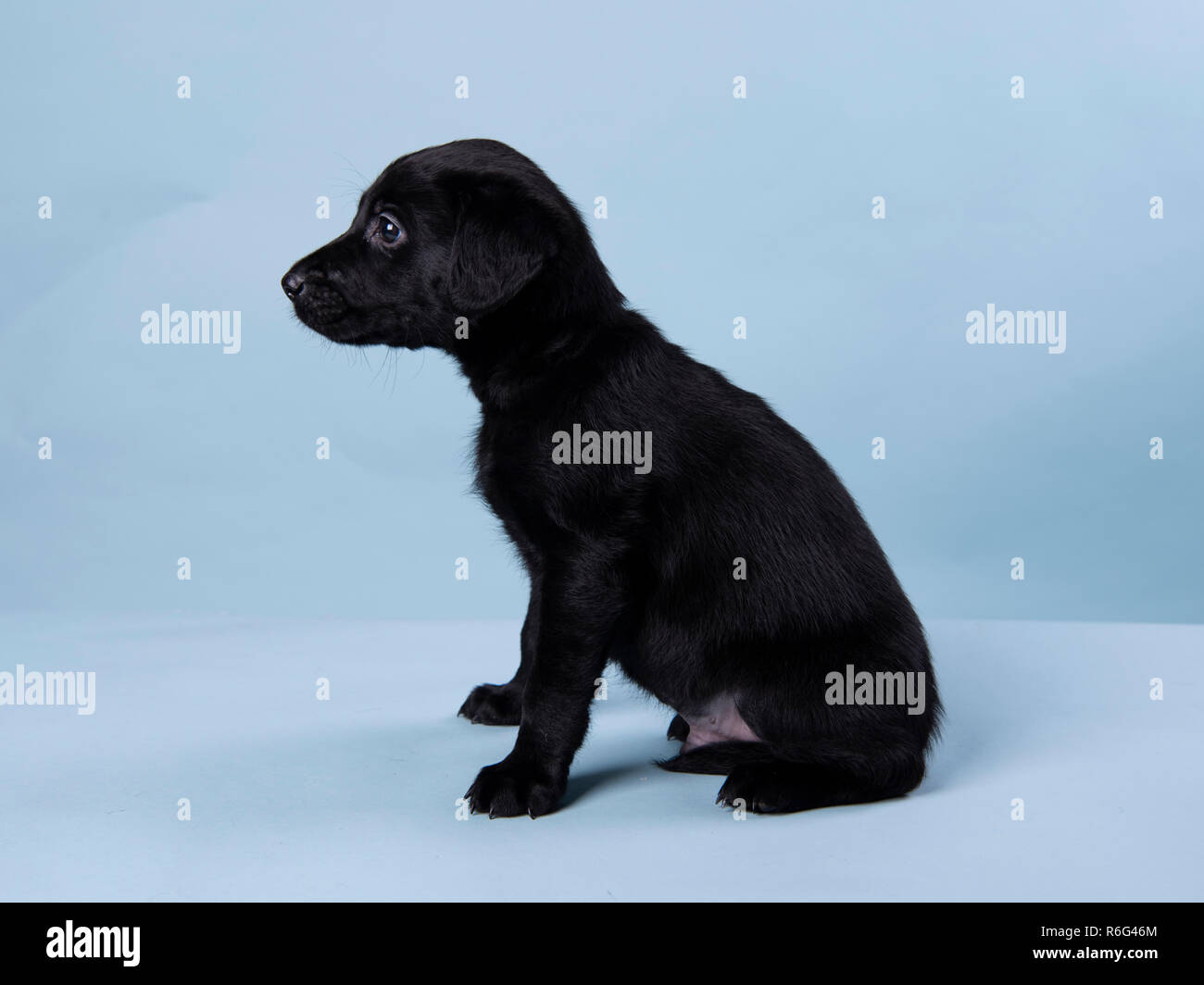cute black labrador puppy, professional puppy photography Stock Photo