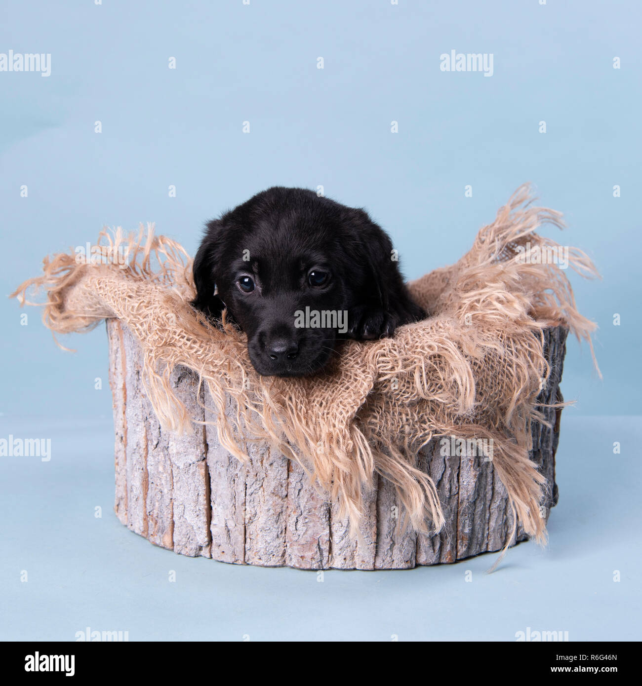 cute black labrador puppy, professional puppy photography Stock Photo -  Alamy