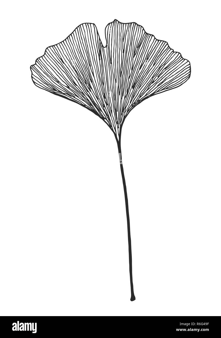 Ginkgo textured leaf vector black on white background Stock Vector
