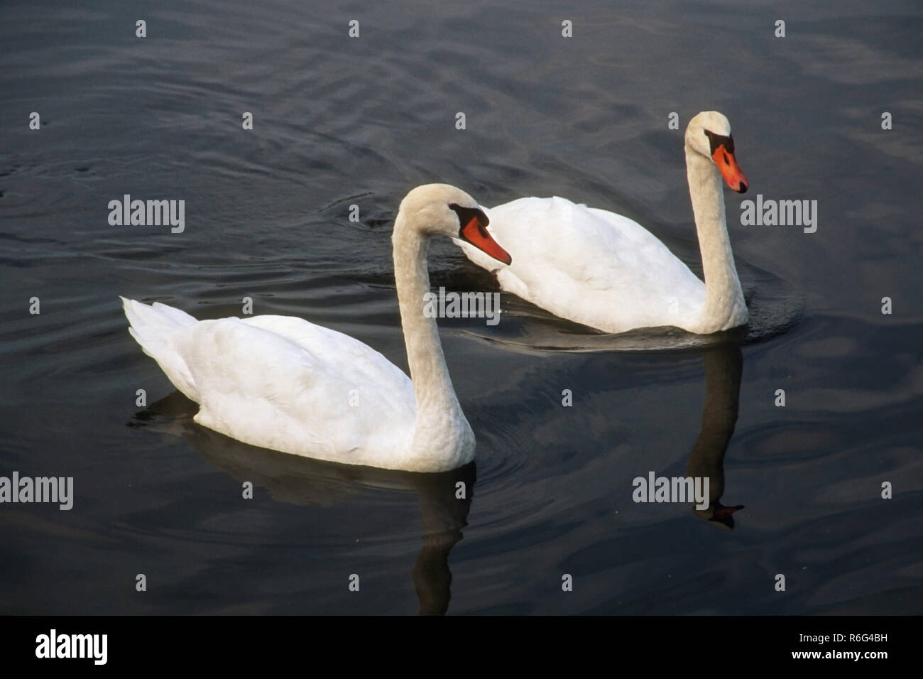 Swans, white swan, India, Asia Stock Photo