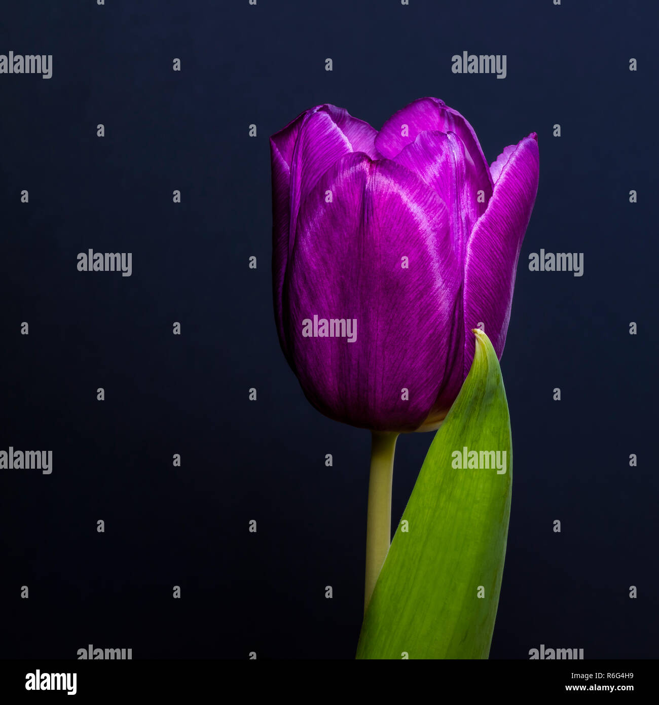 a cyan tulip blossom Stock Photo