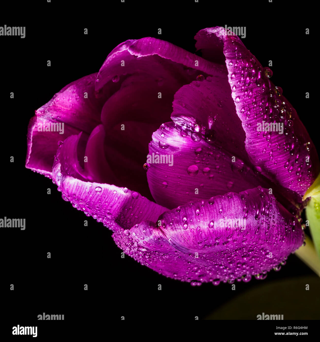 a cyan tulip with raindrops Stock Photo