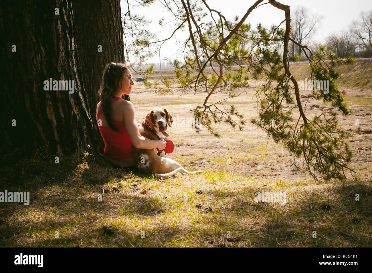 Young pet dog breeds beagle walking in park outdoors. woman carefully walks puppy, plays and tranitsiruetsya, sits with pet in an embrace under tree on grass in woods in clearing Stock Photo