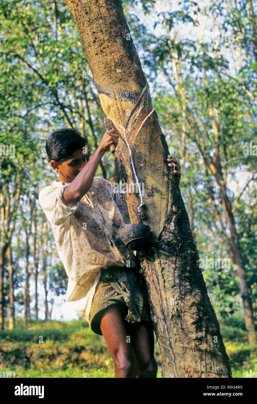 Rubber plantation in India Stock Photo