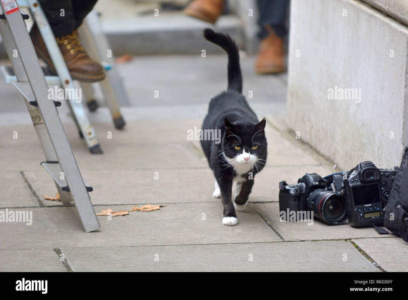 Palmerston, the Chief Mouser to the Foreign Office, in Downing Street, December 2018 checking out the photographers Stock Photo