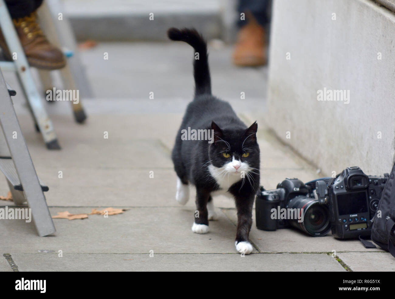 Palmerston, the Chief Mouser to the Foreign Office, in Downing Street, December 2018 checking out the photographers Stock Photo