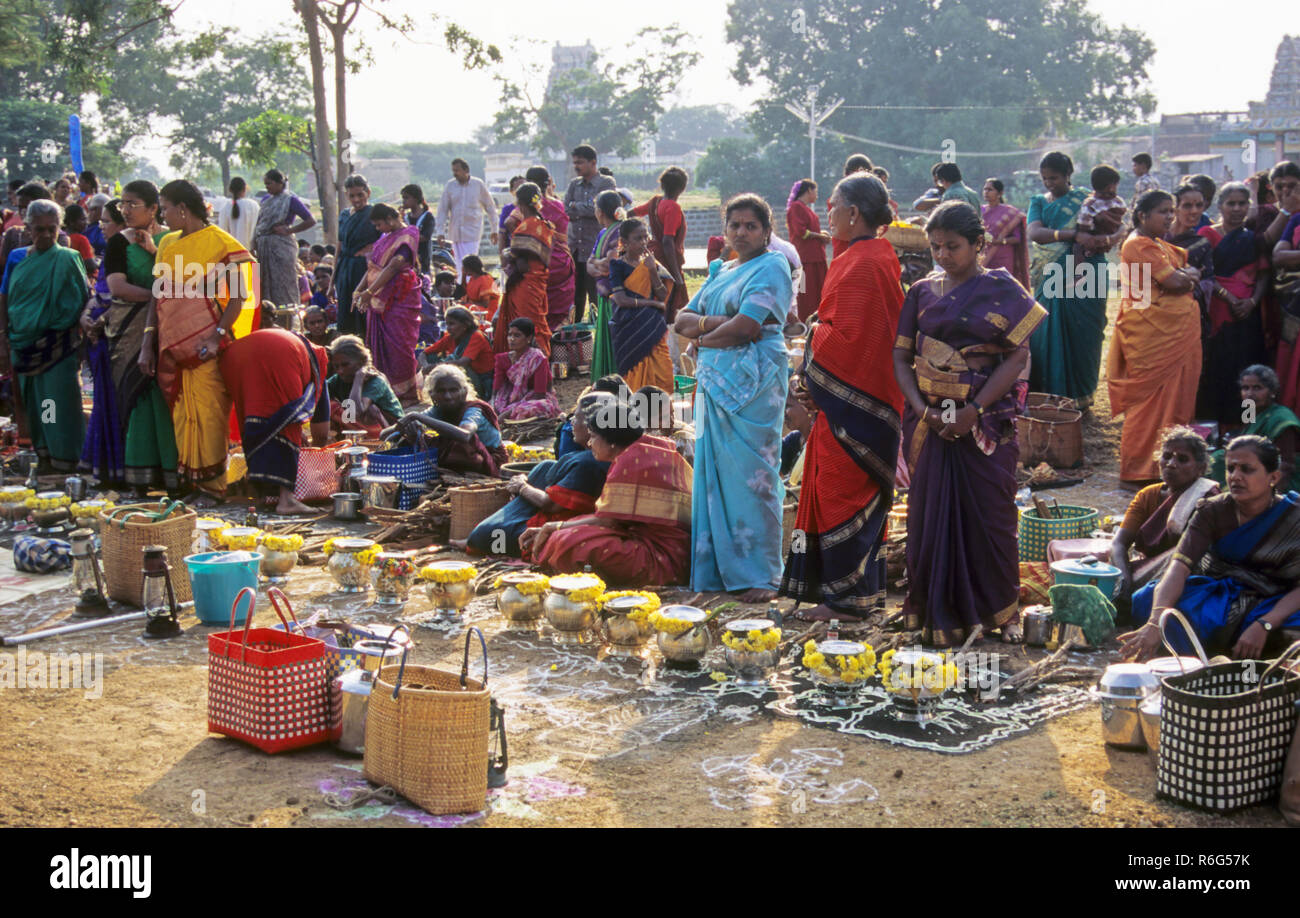 Pongal Festival, Thai Pongal festival, women cooking rice and milk dish