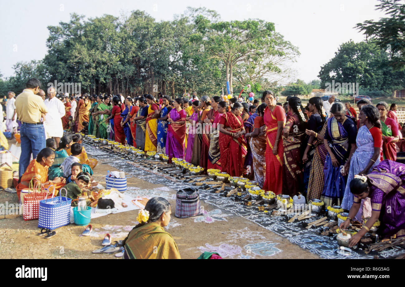 Pongal Festival, Thai Pongal festival, women cooking rice and milk dish