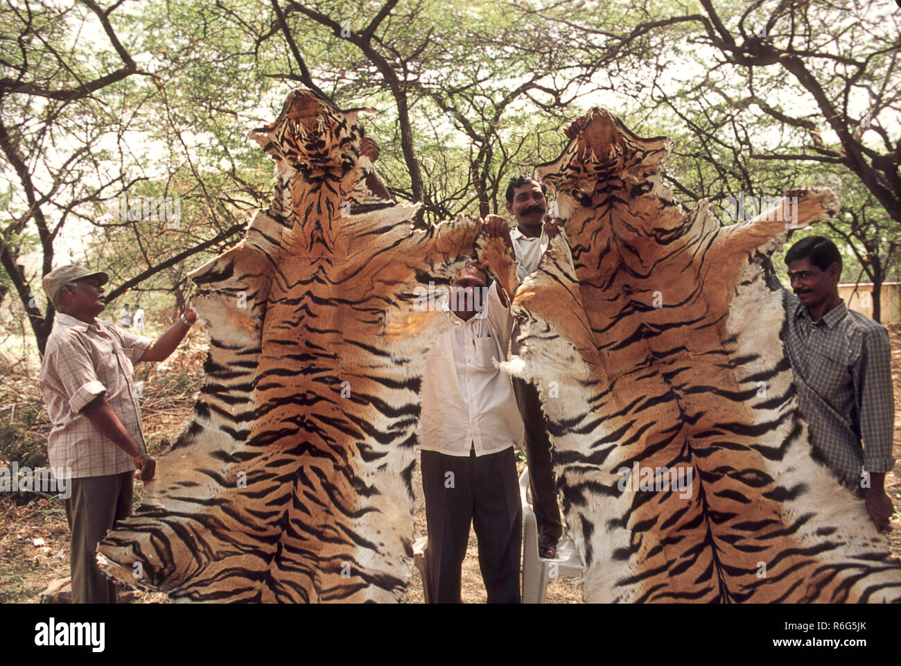 Tiger skin poaching, India, Asia, Indian, Asian Stock Photo Alamy