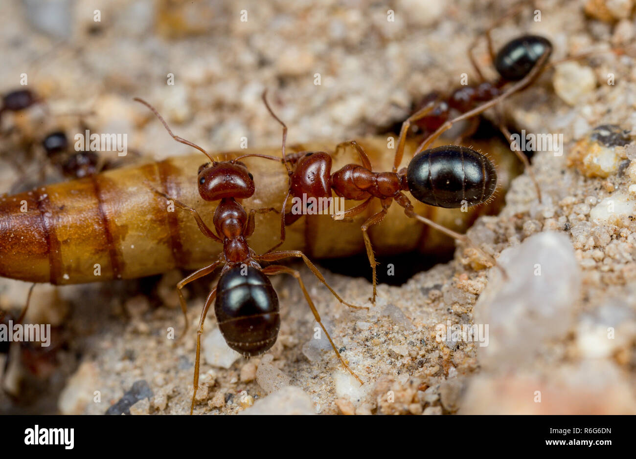 Melophorus worker ants foraging and collecting a dead insect larvae