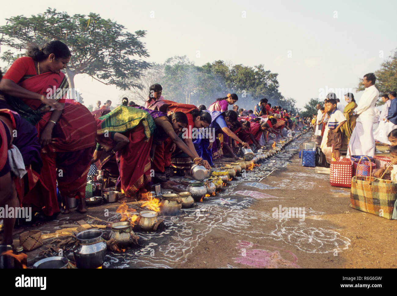 Pongal Festival, Thai Pongal festival, women cooking rice and milk dish