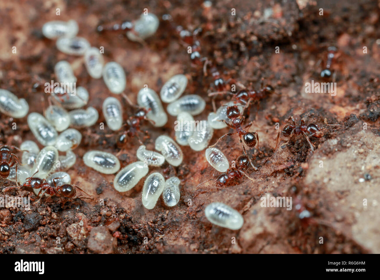 Workers, pupae and larvae inside a pheidole ant nest in Australia Stock Photo
