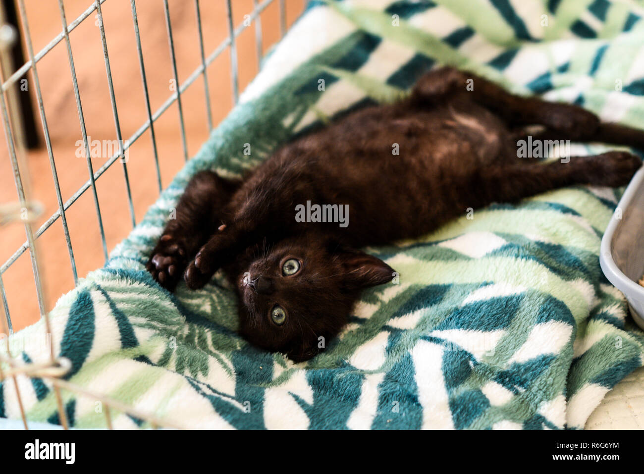 A small black kitty lying in a cage. Stock Photo