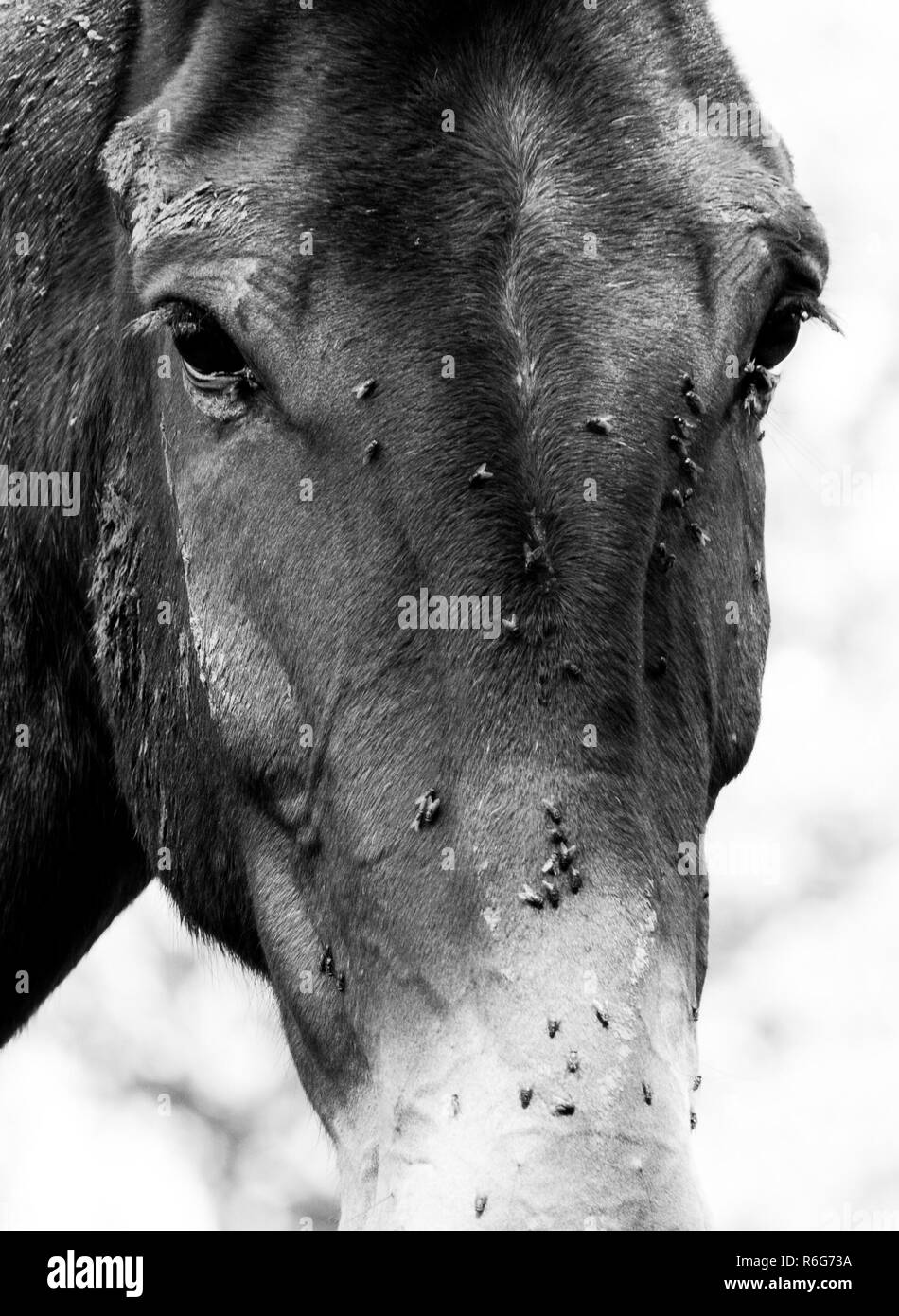 Horse face covered in flies Stock Photo