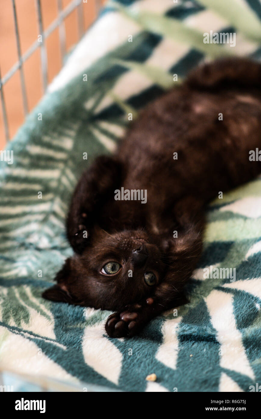 A small black kitty lying in a cage. Stock Photo