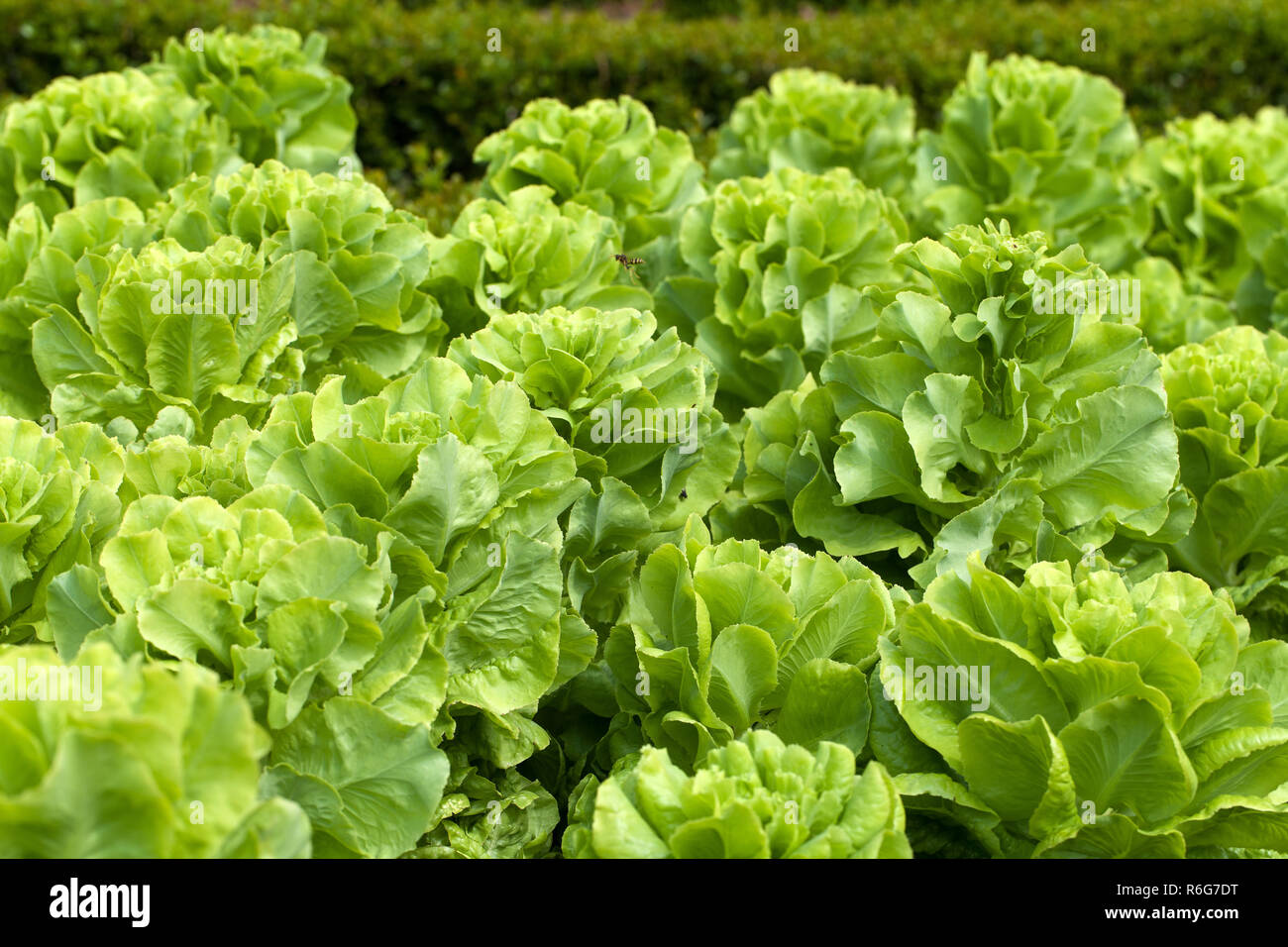 Page 2 Frisee Lettuce High Resolution Stock Photography And Images Alamy