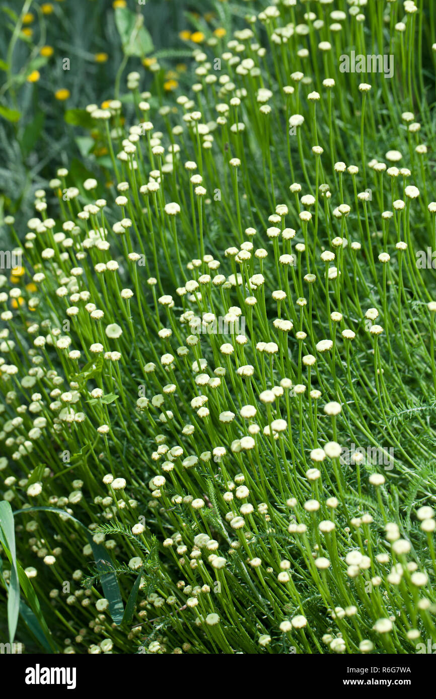 The Santolina is a medicinal plant that smells like chamomile. Stock Photo