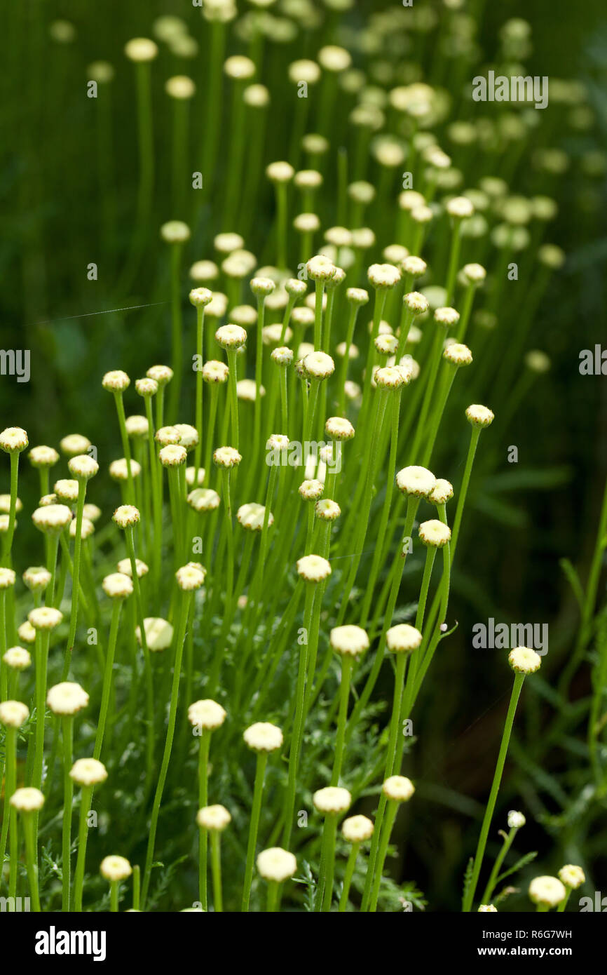 The Santolina is a medicinal plant that smells like chamomile. Stock Photo