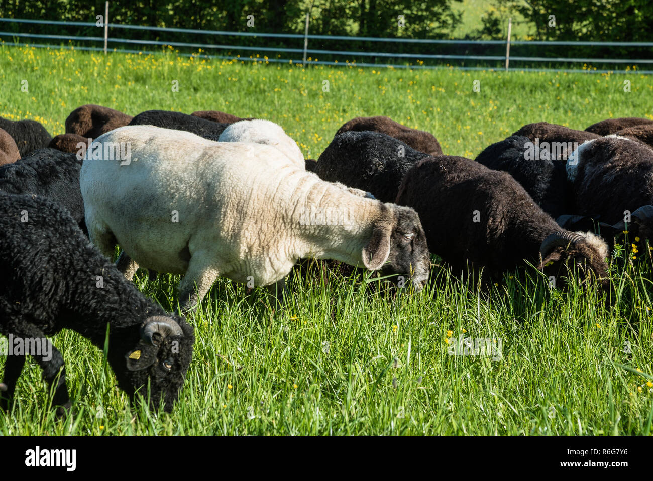Black welsh mountain sheep lamb hires stock photography and images Alamy