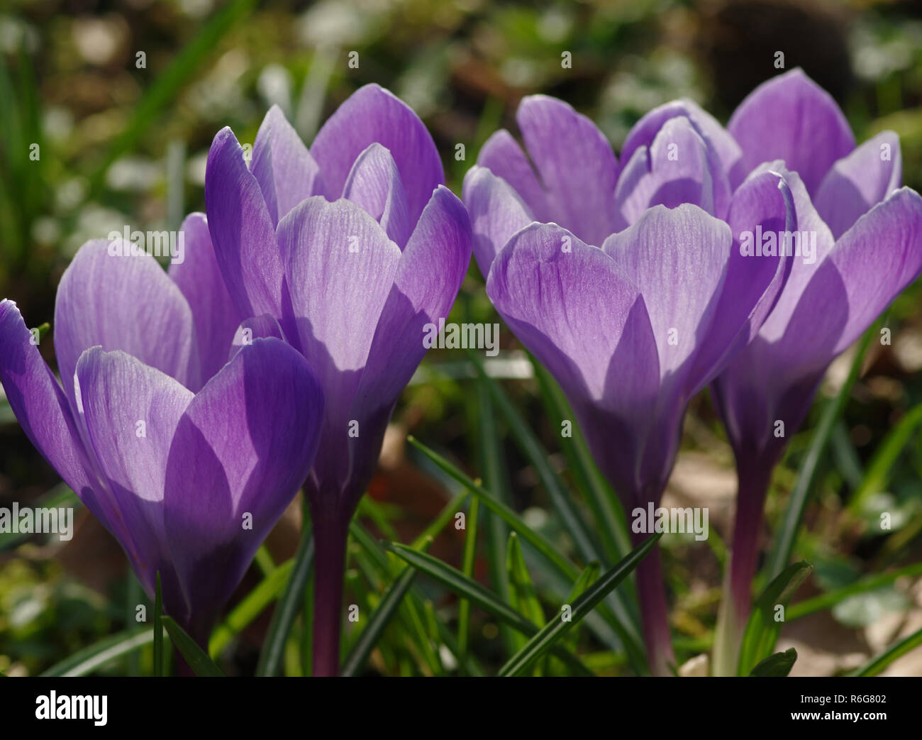 Blooming crocuses on a meadow Stock Photo