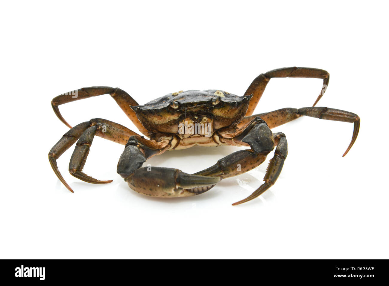 Crab. Black sea crustacean Stock Photo