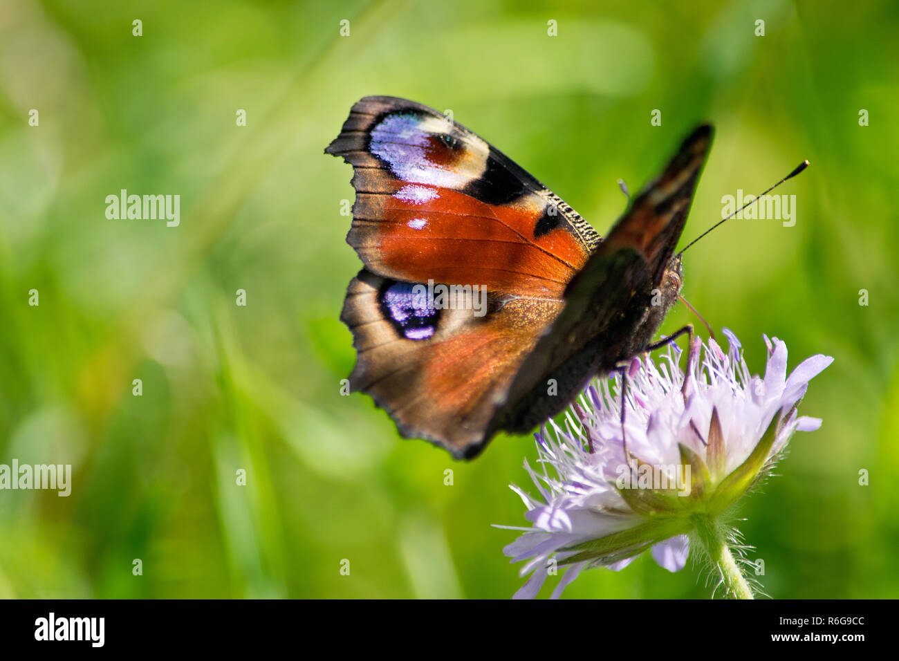 Peacock butterfly on a blossom in the summer. Stock Photo