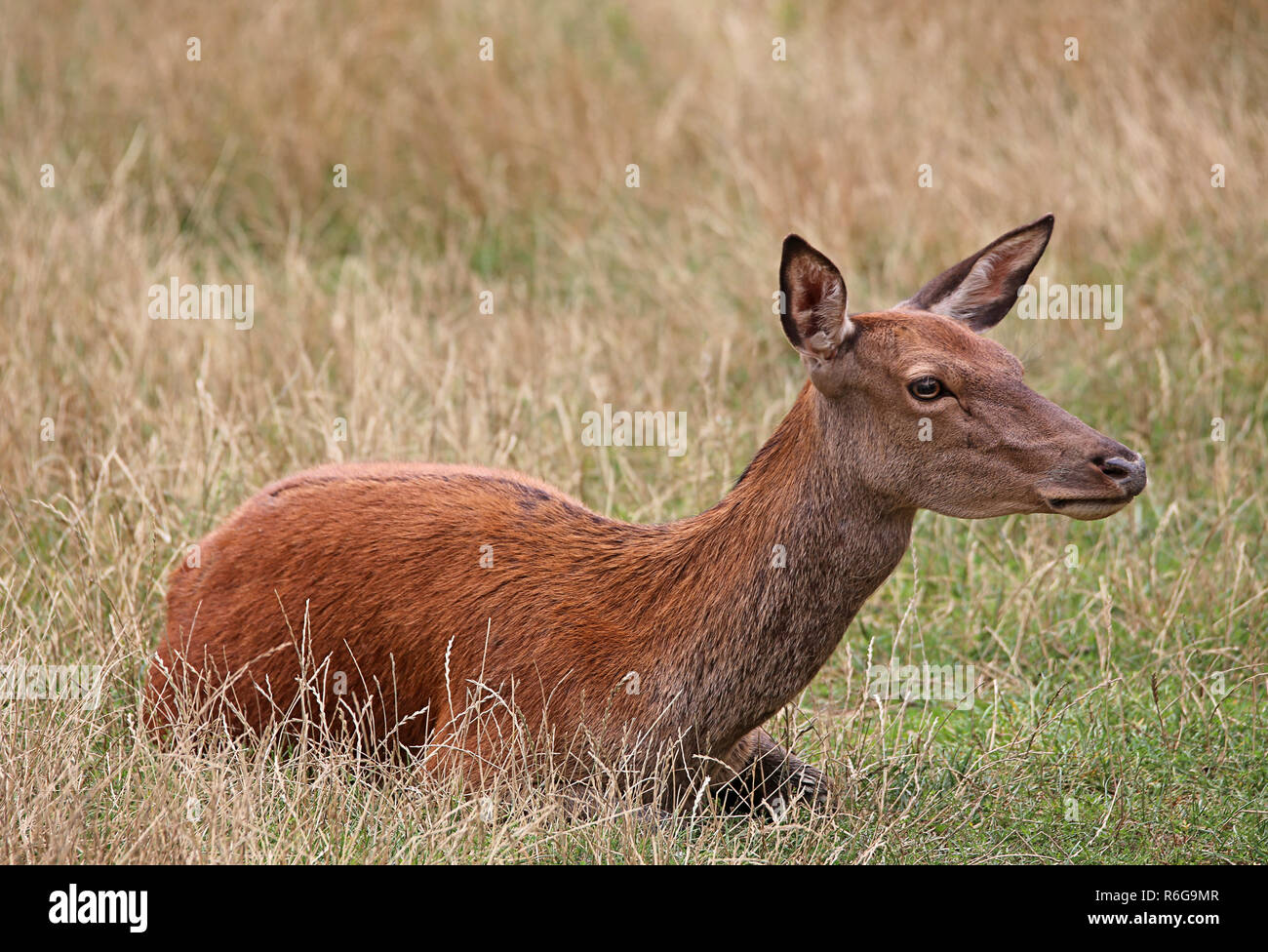 dormant doe of red deer Stock Photo