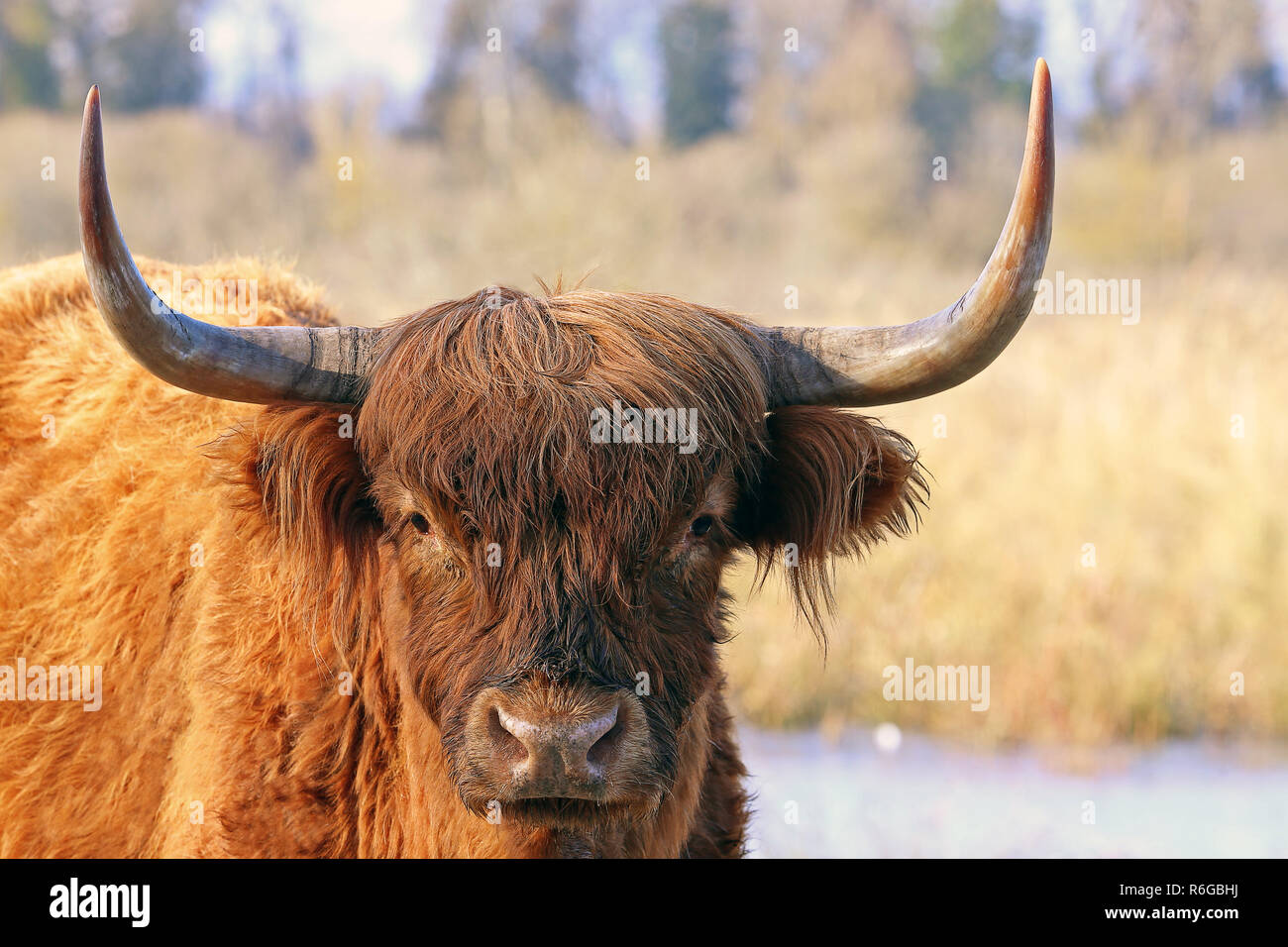 close-up scottish highland cattle in winter Stock Photo