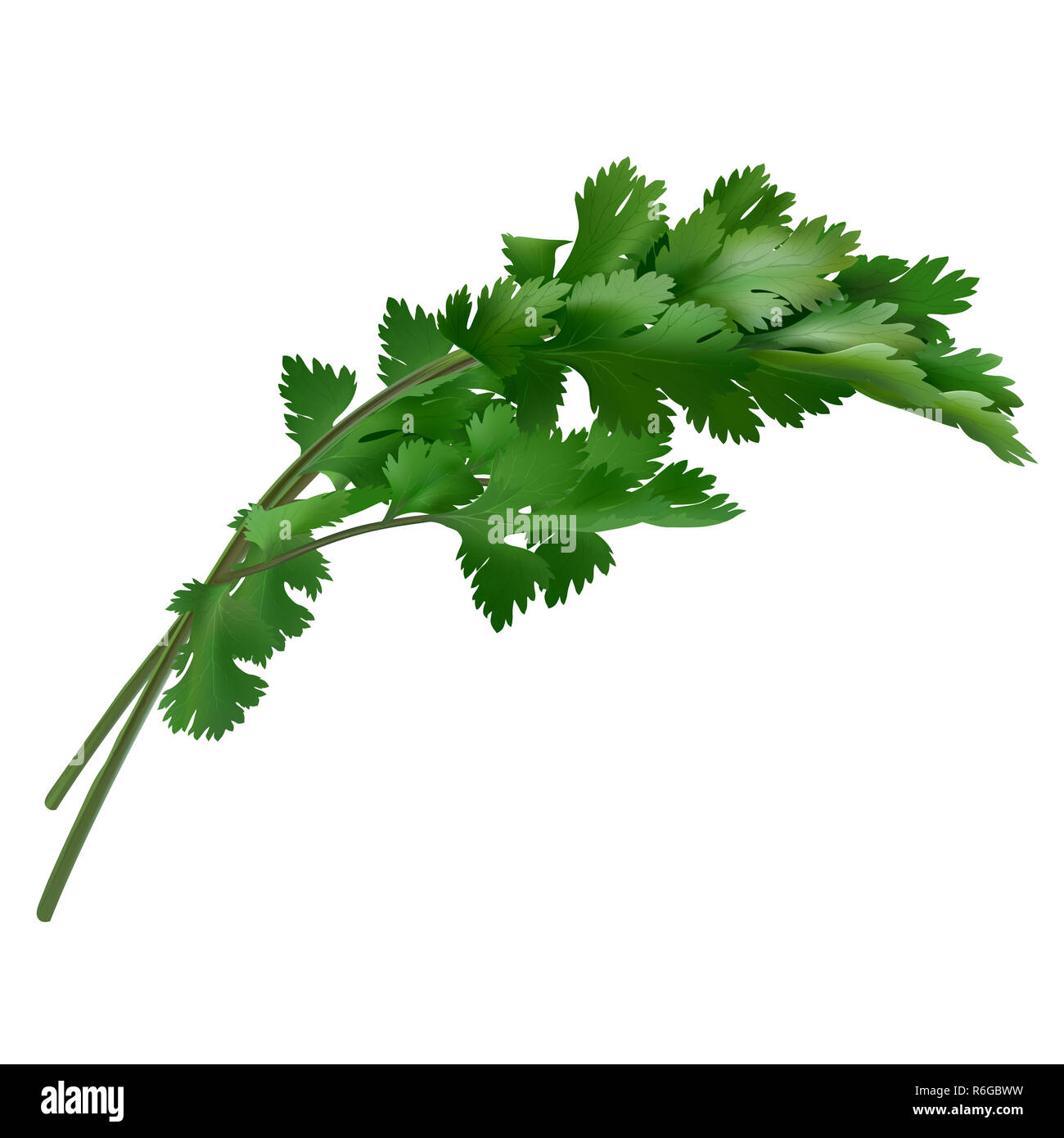 Cilantro on white background Stock Photo Alamy