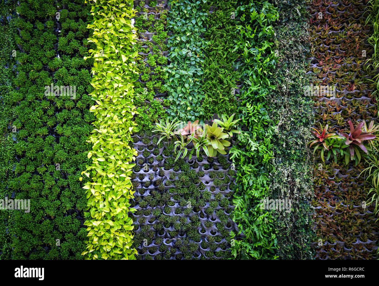 Green Plant Background Pattern Wall Plant Texture