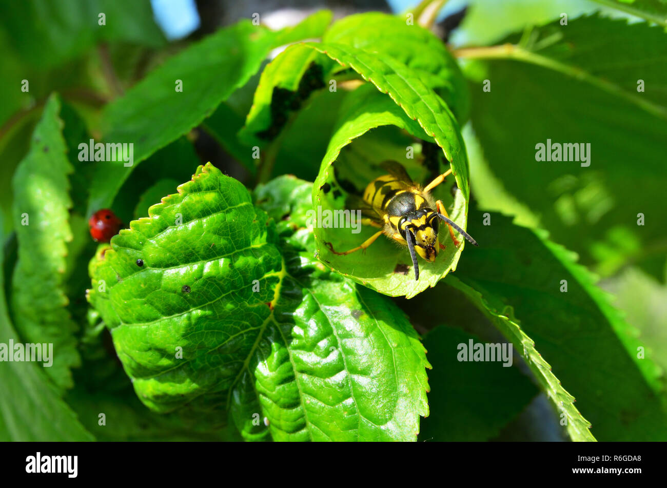 Wasp Raspberry Black raspberry plant wildlife hi-res stock photography and images - Alamy